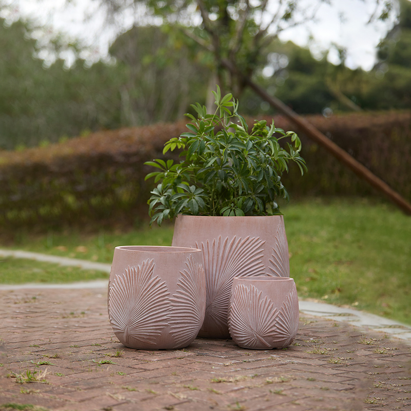 Palmera